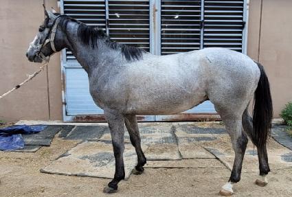 ����� ����