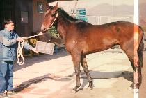 �������� (BAL KEUN JEUN MANG) ����