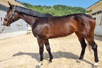 �۷ι����� (GLOBAL FORCE) ����