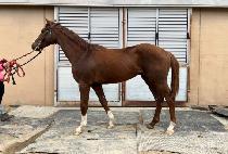 ��Ŭ�ε� (SHACKLE LAUD) ����