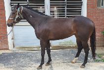 �ο����� (ROYAL WINNER) ����