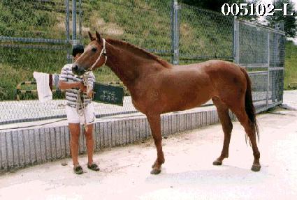 ������ ����