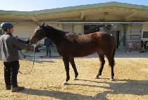 갭 (YEONGSANGANG OKDOL) 