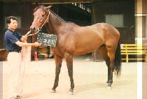 �ɷ¹��� (NUNG RYEOK BA LI) ����