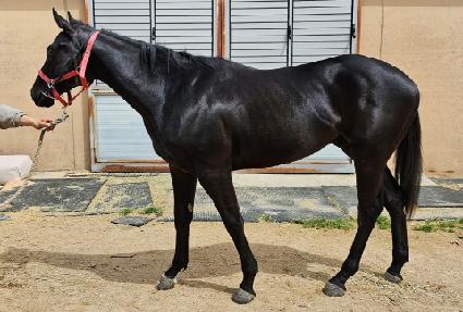 �ö��׿���Ǯ ����