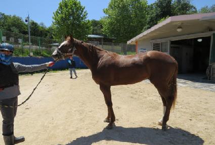 �׷����踶 ����