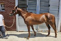 �긮������Ʈ (BREEDO GALLANT) ����