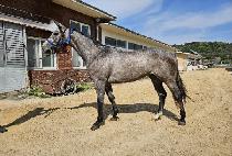 �Ƹ���ŷī (ARION KING CAR) ����