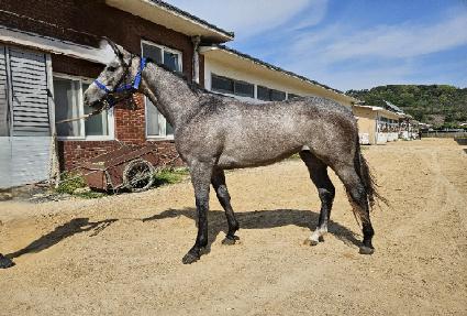 �Ƹ���ŷī ����