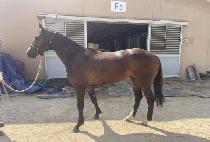 ���̿��Ÿ (I AM A STAR) ����