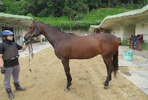 ���ǵ巹���� (SPEED LEGEND) ����