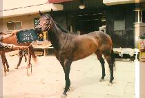 ������ (SAE O NYE) ����