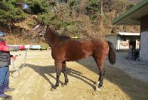 ���̽���õ (ACE SUNCHEON) ����