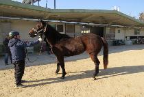 �ǿ��������� (PNS WINNER) ����