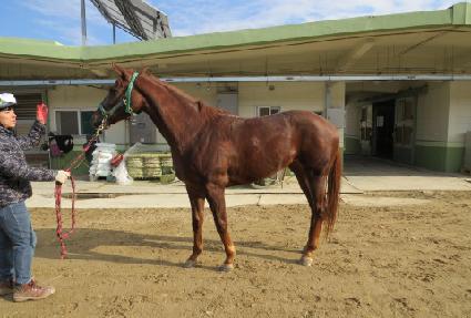 �ǿ������� ����