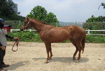 �̽����� (MISS STORM) ����