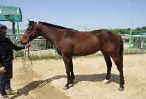 �ӽ�Ŷ���� (MUSKET DAY) ����