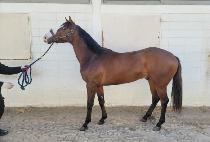 �����Ŀ� (K POWER) ����