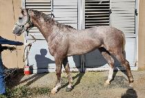 ������� (BIG SWING RUBY) ����