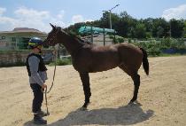 ���ѿ��̽� (SINHAN ACE) ����