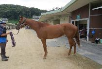 ������ (VOYAGER) ����