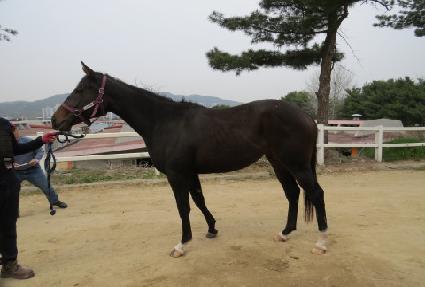 ���̳���� ����