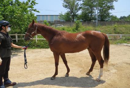 ���̾�Ʈ���� ����