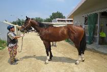 ��ƶ�Ÿ (SSOARA STAR) ����