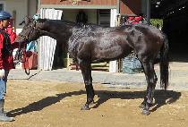 �����鿩�� (NONSTOP YEOWANG) ����