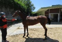 �ظ��� (HAEMAJI) ����