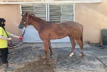 �������� (PACHAMAMA) ����