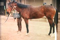 �������� (NO JEUK KA RI) ����