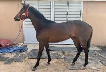 ���Ͻ��� (ZENITH ONE) ����