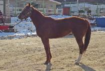 �־��м� (JEWELRY FASHION) ����