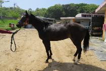 ȣ�� (JOSE) ����