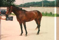 �������� (DONG GAP NAE GI) ����