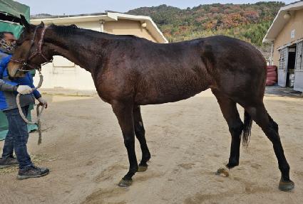 ����Ÿ��ƽ ����