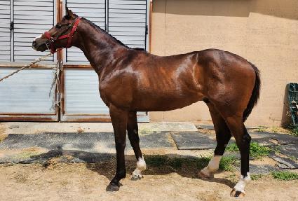 �ǿ�������� ����