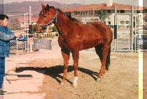 �л� (HAK SAN) ����