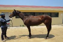 ��Ŭ�������� (ECLIPSE THE QUEEN) ����