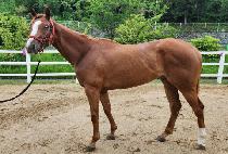 ���������Ʈ (GOLDEN FOREST) ����