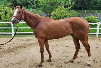 ���������Ʈ ����