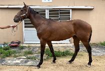 ������� (NARARA LUA) ����