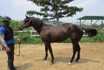 �޺��׸��� (DALBIT GEURIMJA) ����