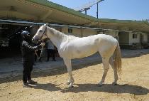 ���ø�Ʈ��� (COMPLETE DIVA) ����