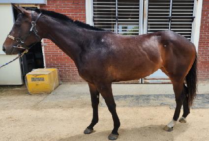 ����ű ����