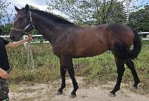 ��Ʈ (BOLT) ����