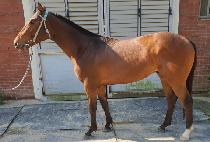 ��ž (TIP TAP) ����