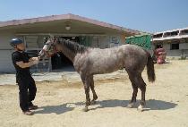 �۷ι���Ÿ (GLOBAL STAR) ����