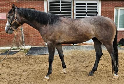 ��������ȭ ����